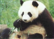 panda.jpg