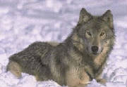 snowwolf.jpg