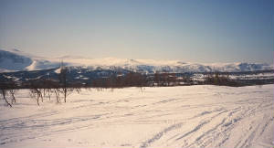 vitavidder.jpg