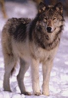 wolf1.jpg